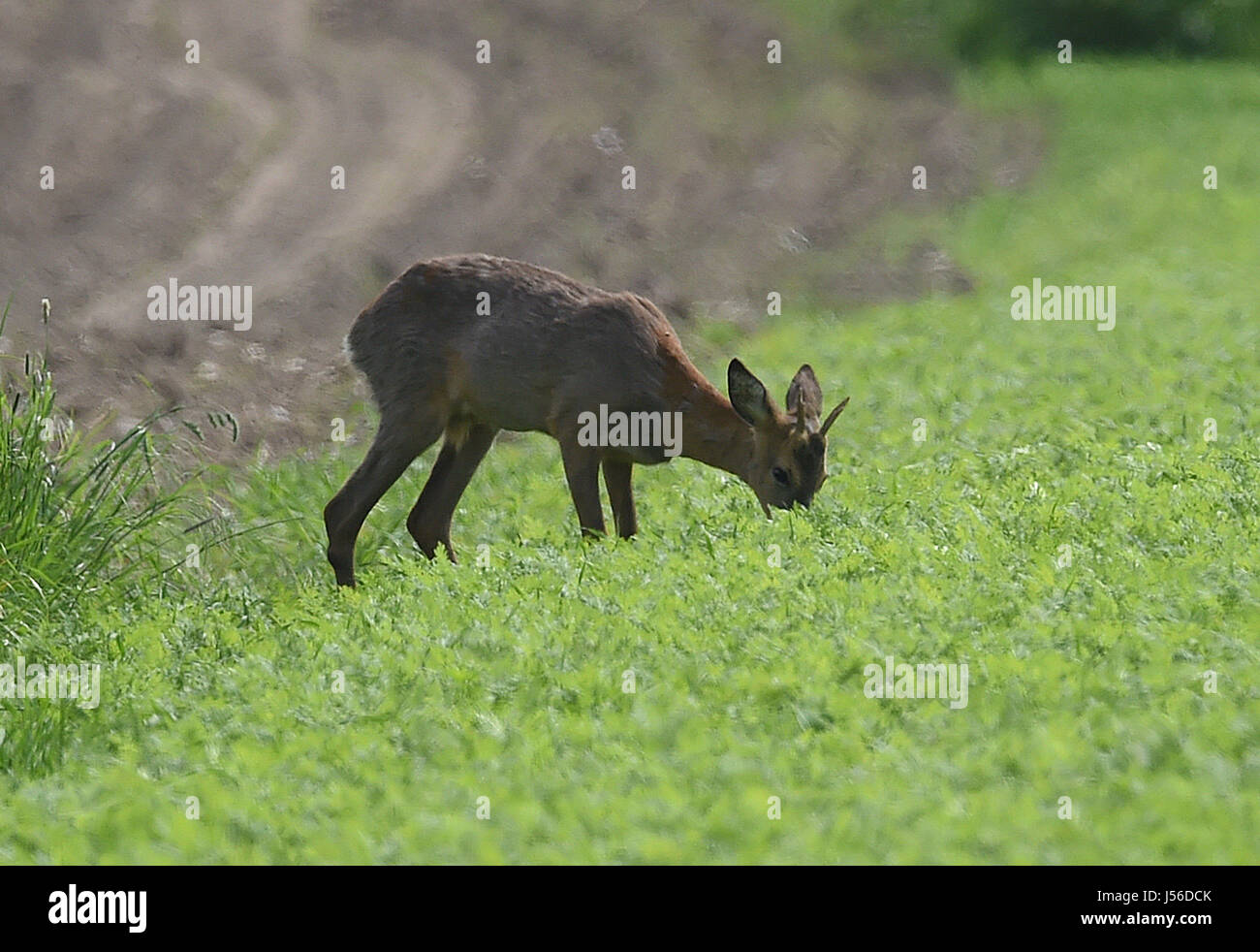 Leiferde, Germany. 17th May, 2017. A roebuck eats in a field under the shining sunlight and temperatures of 25 degrees Celsius in Leiferde, Germany, 17 May 2017. Photo: Holger Hollemann/dpa/Alamy Live News Stock Photo
