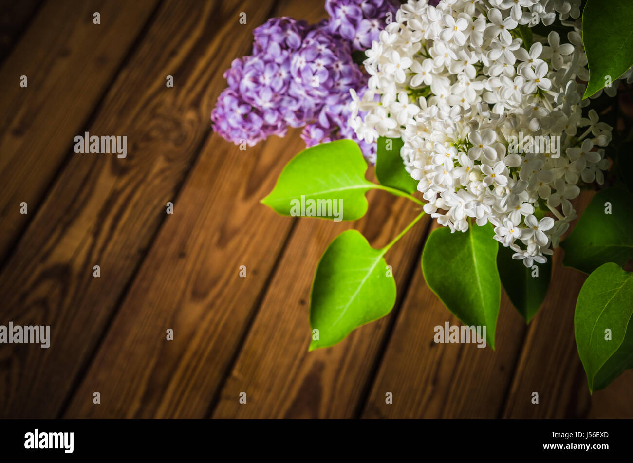Still-life with a bouquet of lilacs Stock Photo - Alamy