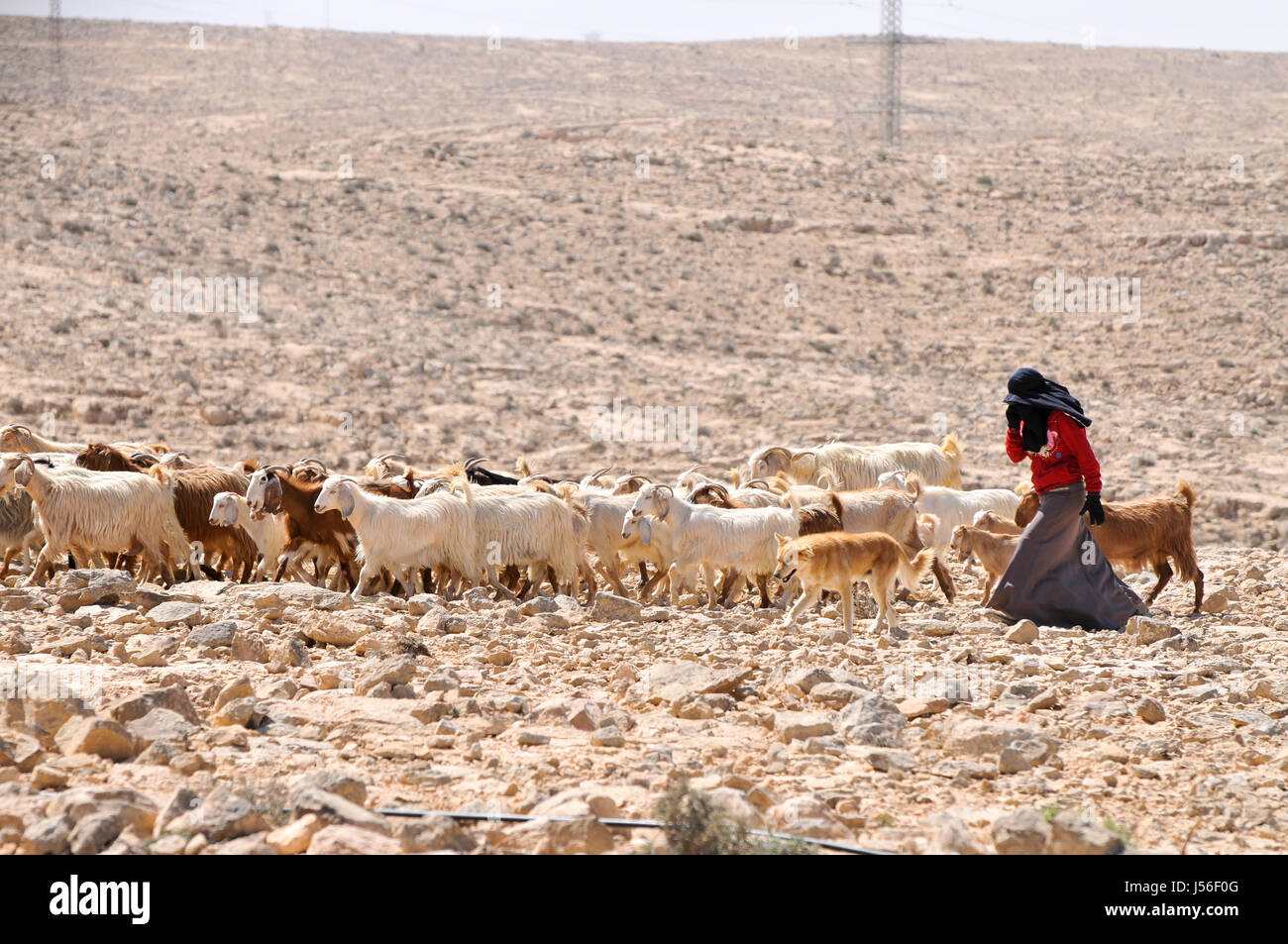 Bedouin Shepherds Israel