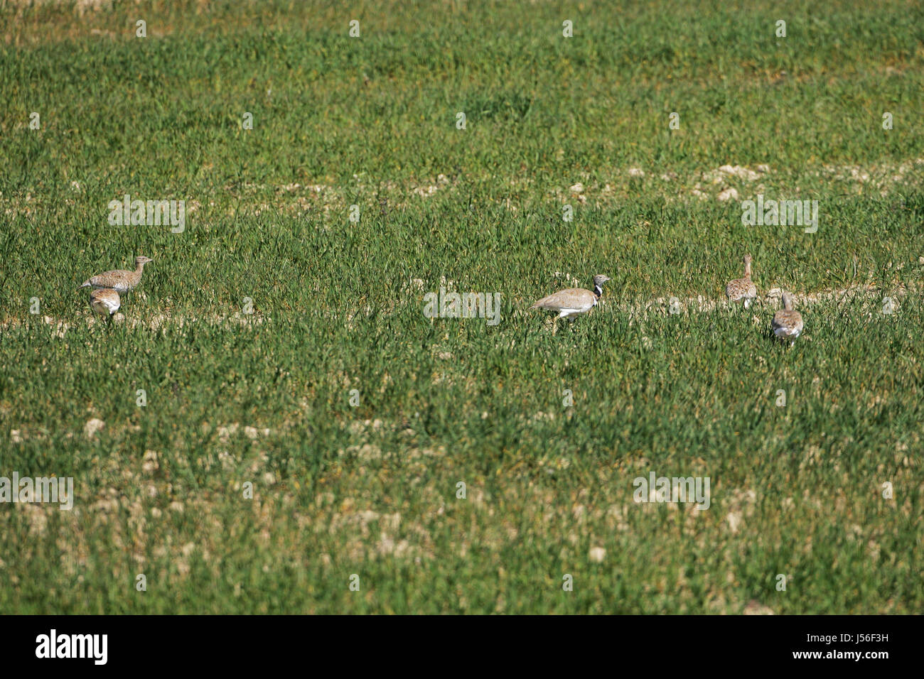 Little bustard Tetrax tetrax male and females in a field Stock Photo
