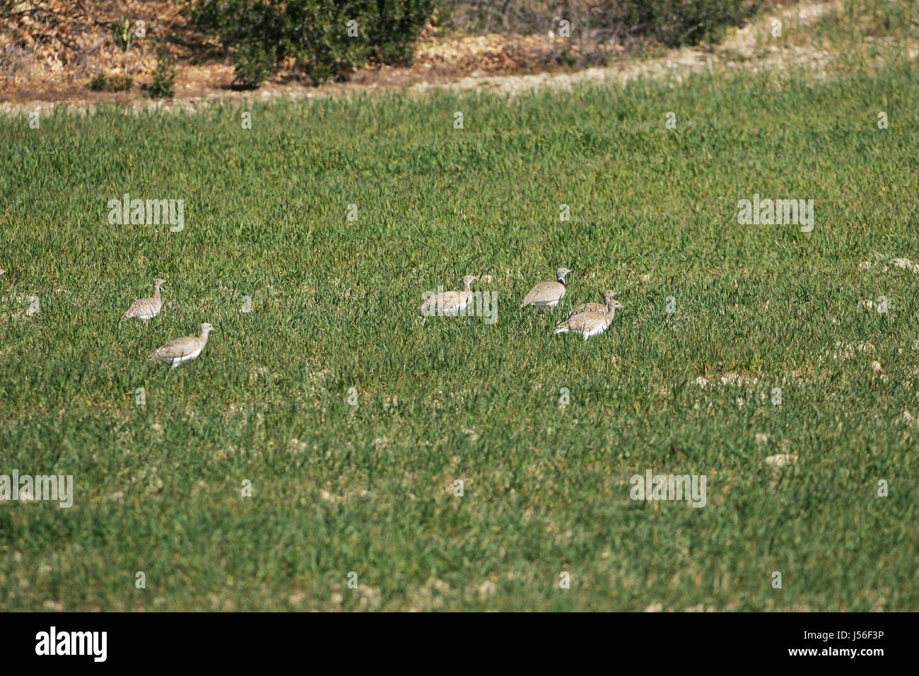 Little bustard Tetrax tetrax male and females in a field Stock Photo