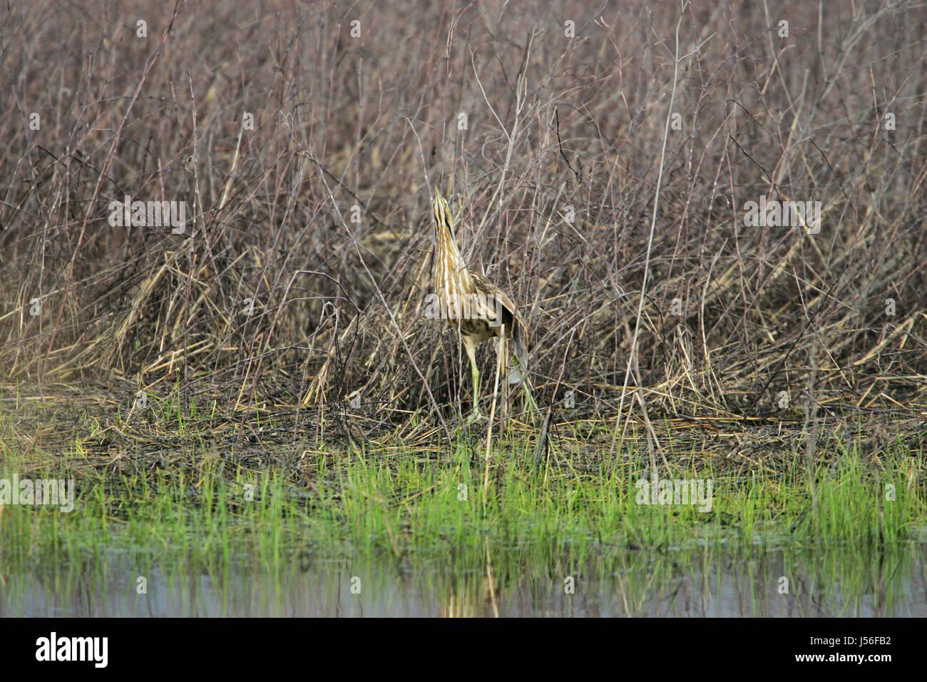 Waterside vegetation hi-res stock photography and images - Alamy