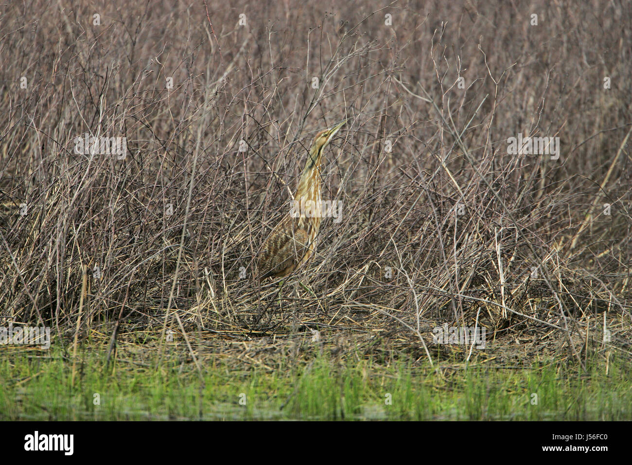 Waterside vegetation hi-res stock photography and images - Alamy