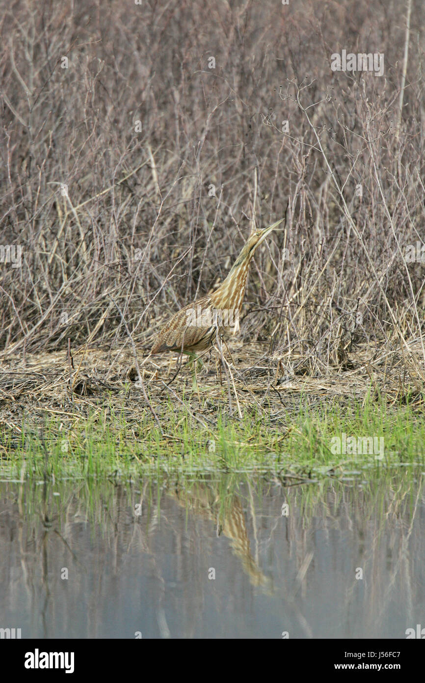 Waterside vegetation hi-res stock photography and images - Alamy