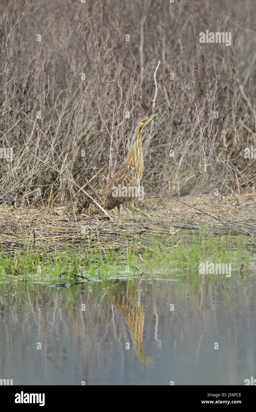Waterside vegetation hi-res stock photography and images - Alamy