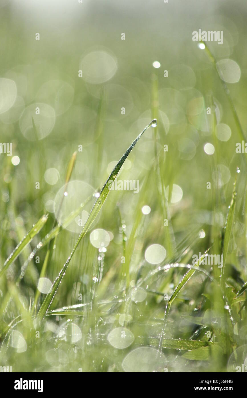 Raindrops on grass hi-res stock photography and images - Alamy