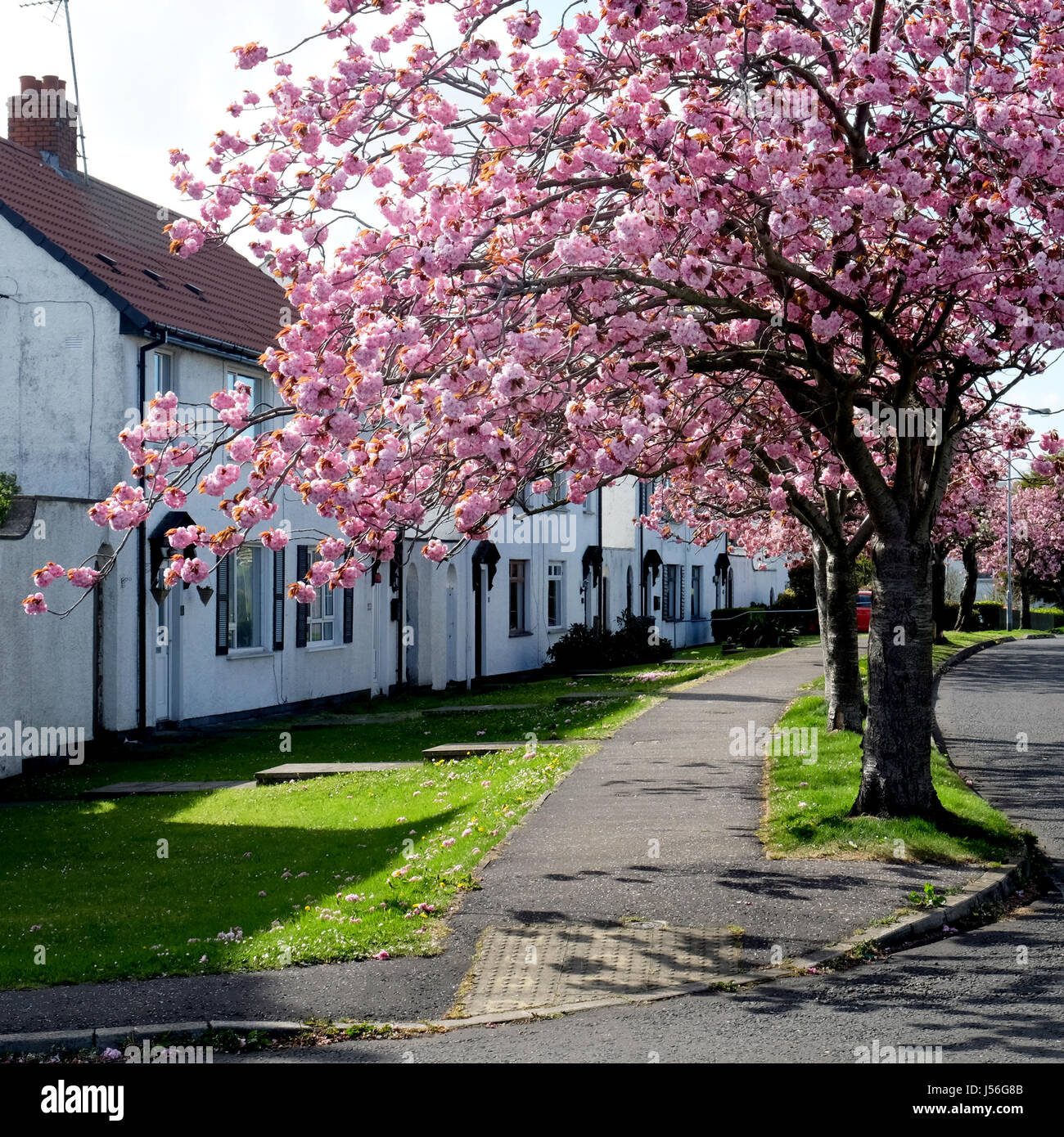Avenue of cherry blossom trees hi-res stock photography and images - Alamy