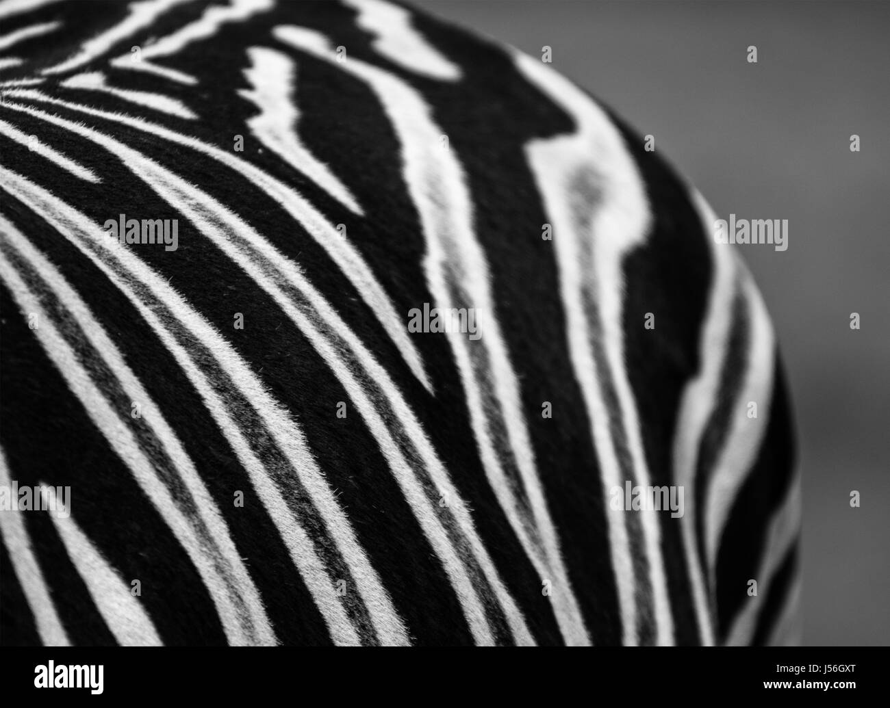 Zebra in Contrast Stock Photo
