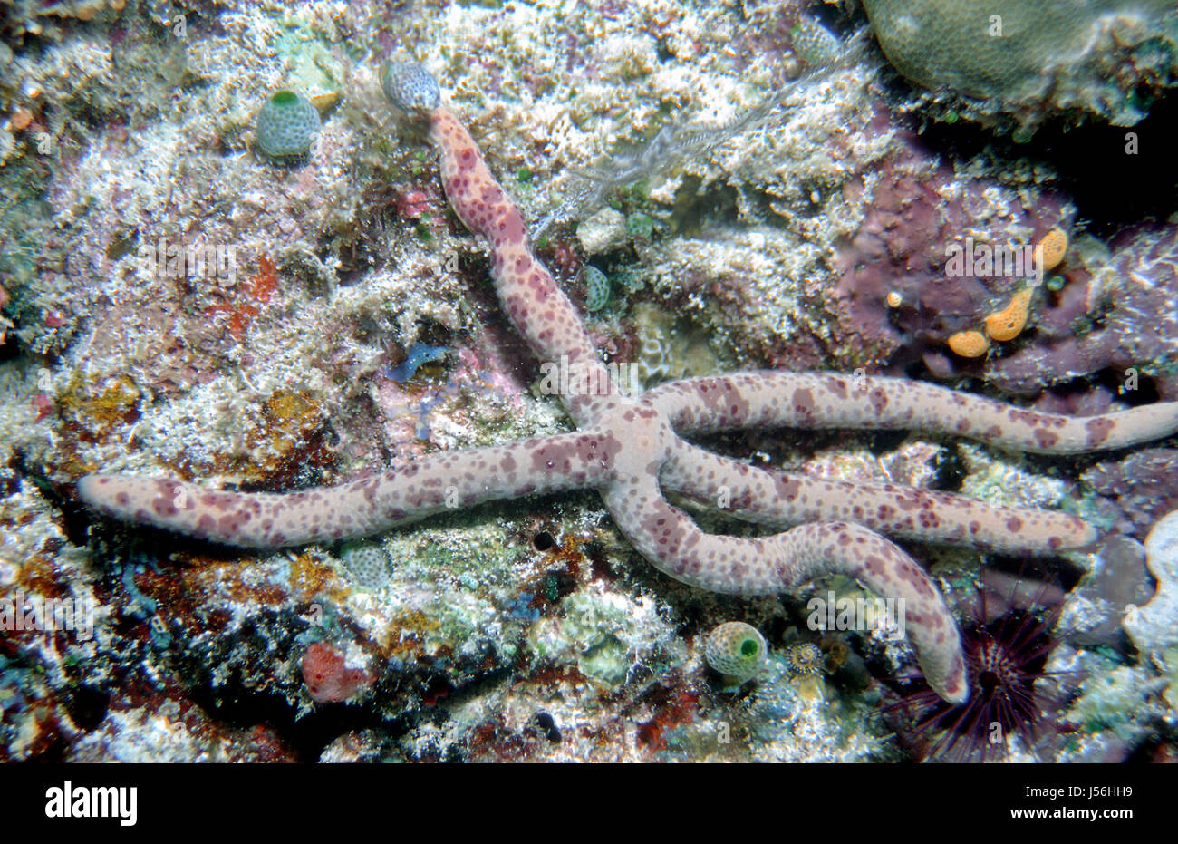 fish maldives dive pisces atoll reef sigma starfish symbiosis salt water sea Stock Photo