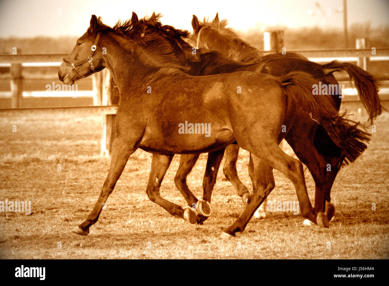 animals agriculture farming sepia horse horses spring bouncing bounces