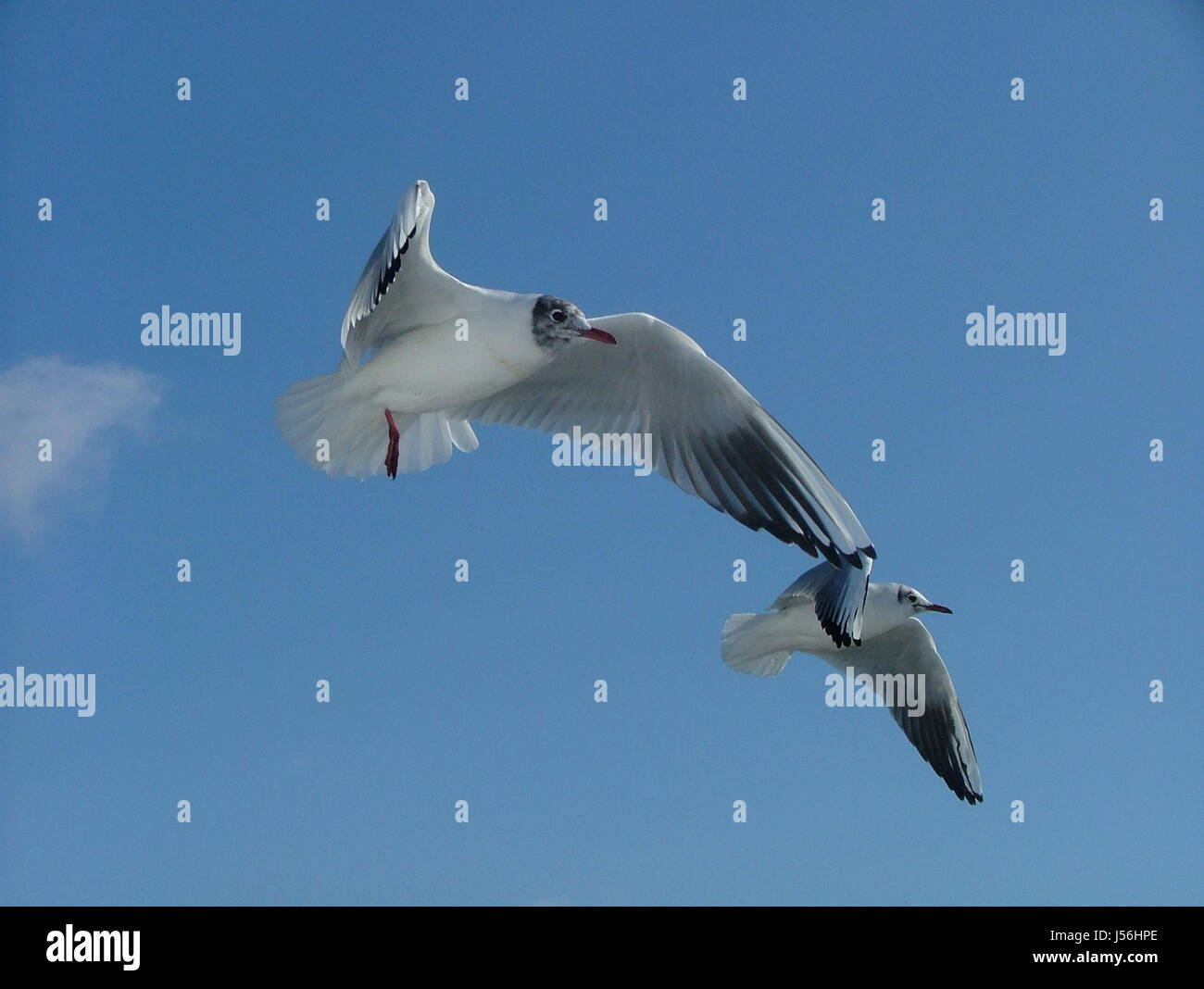 Synchronous Flight Synchronous flying hi-res stock photography and images - Alamy