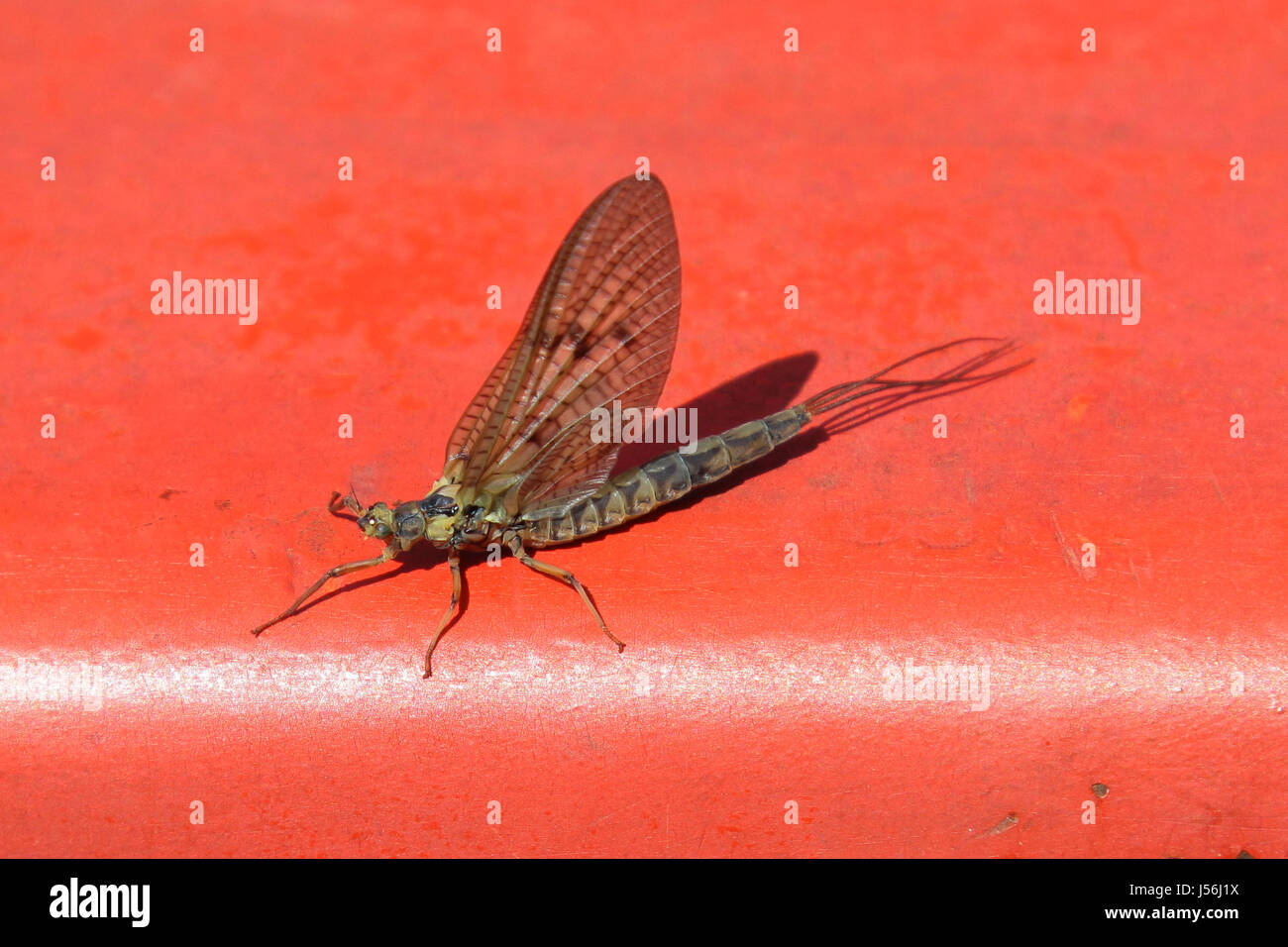 Mayfly Back View Mayfly macro close up Stock Photo - Alamy