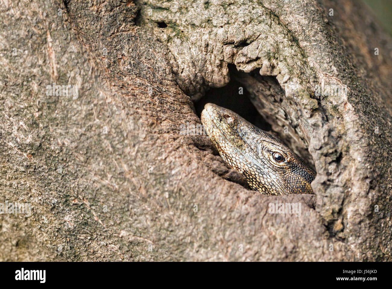 Adult Water Monitor Lizard (Varanus salvator) inside the hollow of a mangrove tree trunk next to a river, Singapore Stock Photo