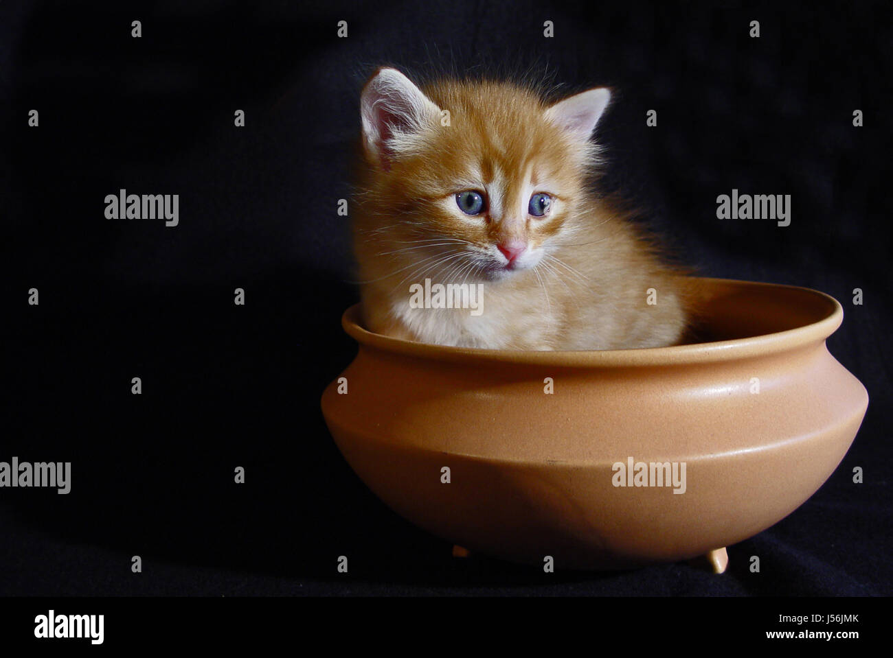vessel bowl cat baby kitten cement put sitting sit race cute pussycat cat Stock Photo
