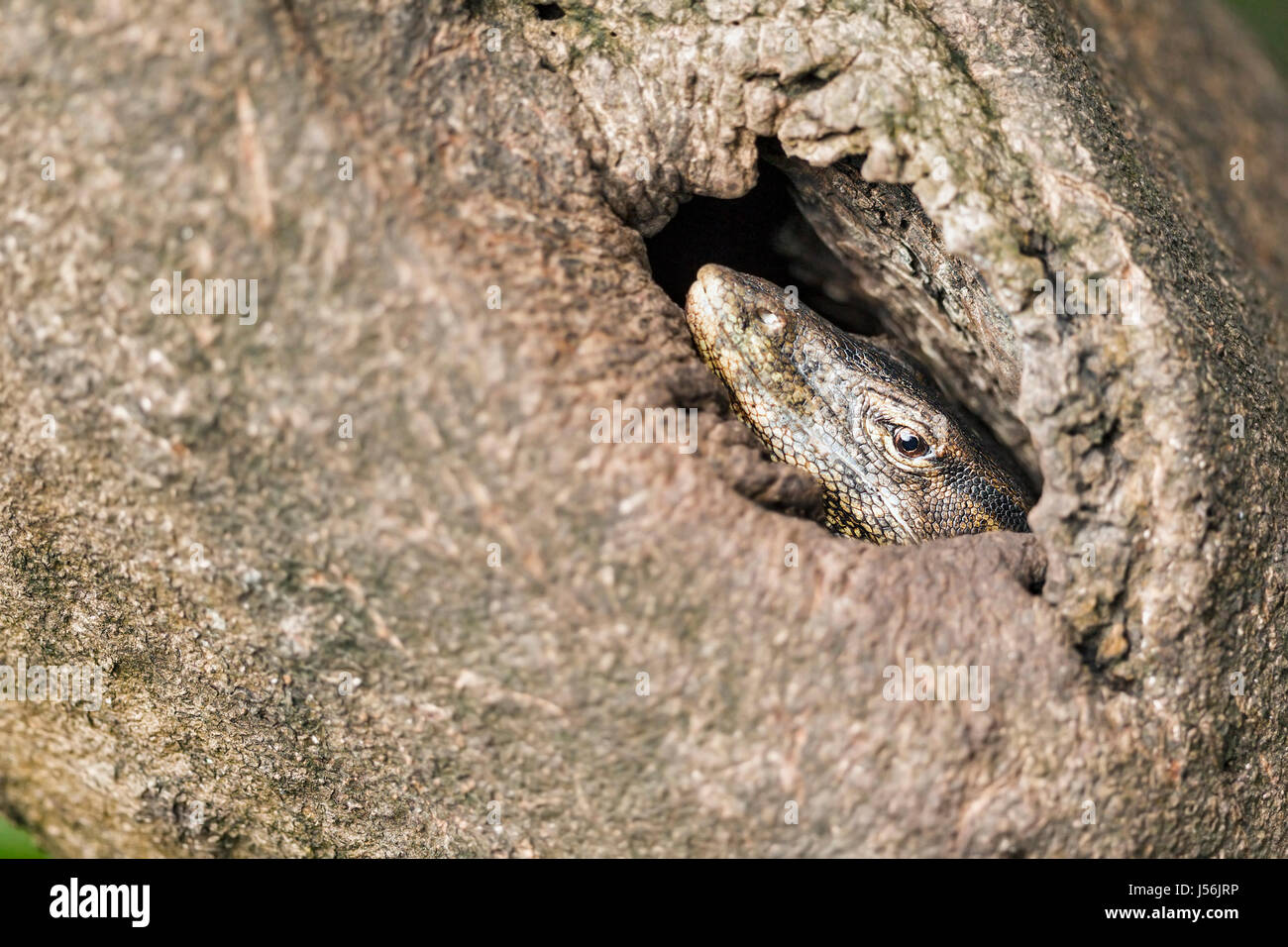 Adult Water Monitor Lizard (Varanus salvator) inside the hollow of a mangrove tree trunk next to a river, Singapore Stock Photo