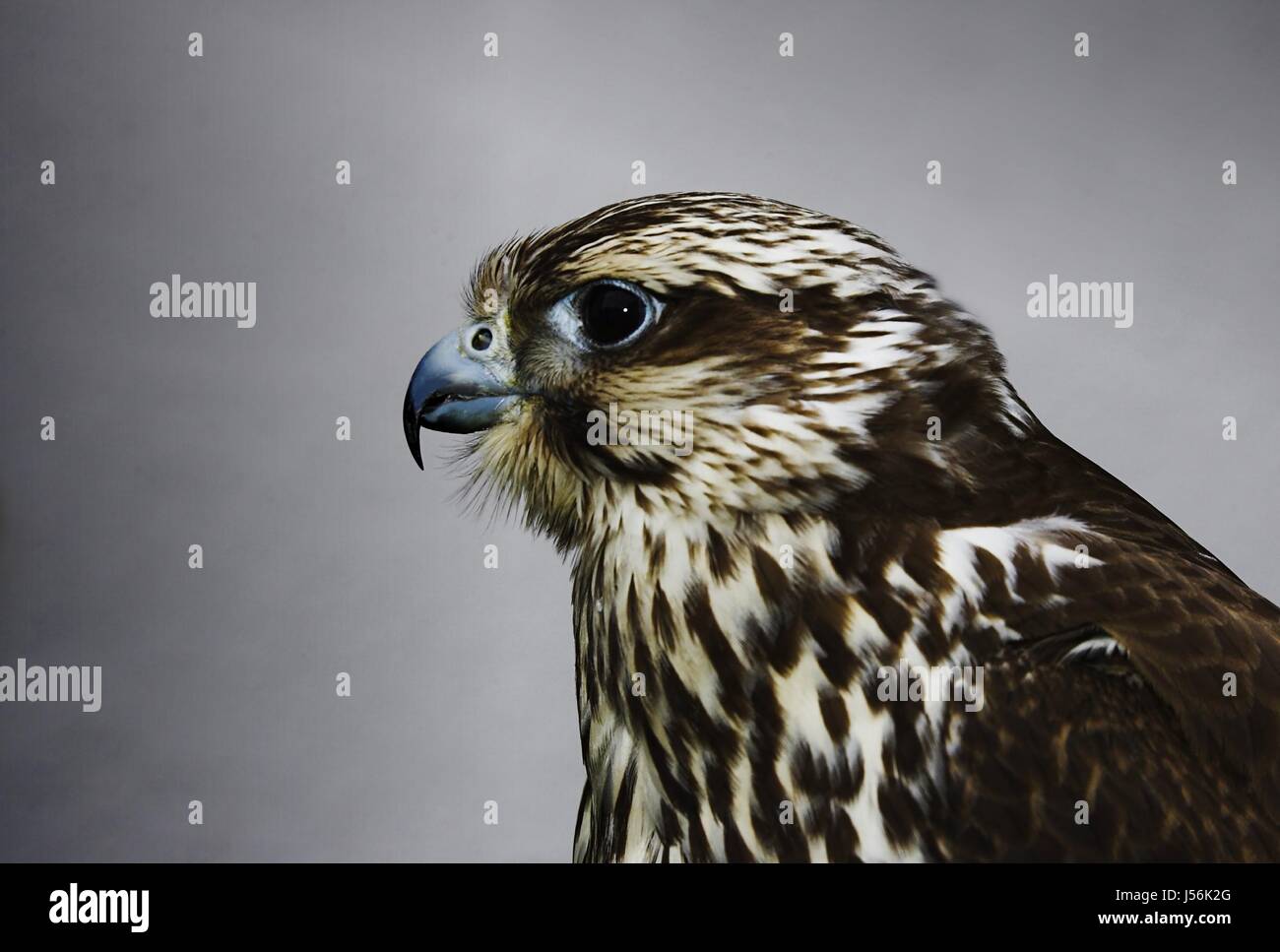 bird birds animal portrait birds of prey raptor hawks nature raubvgel ...