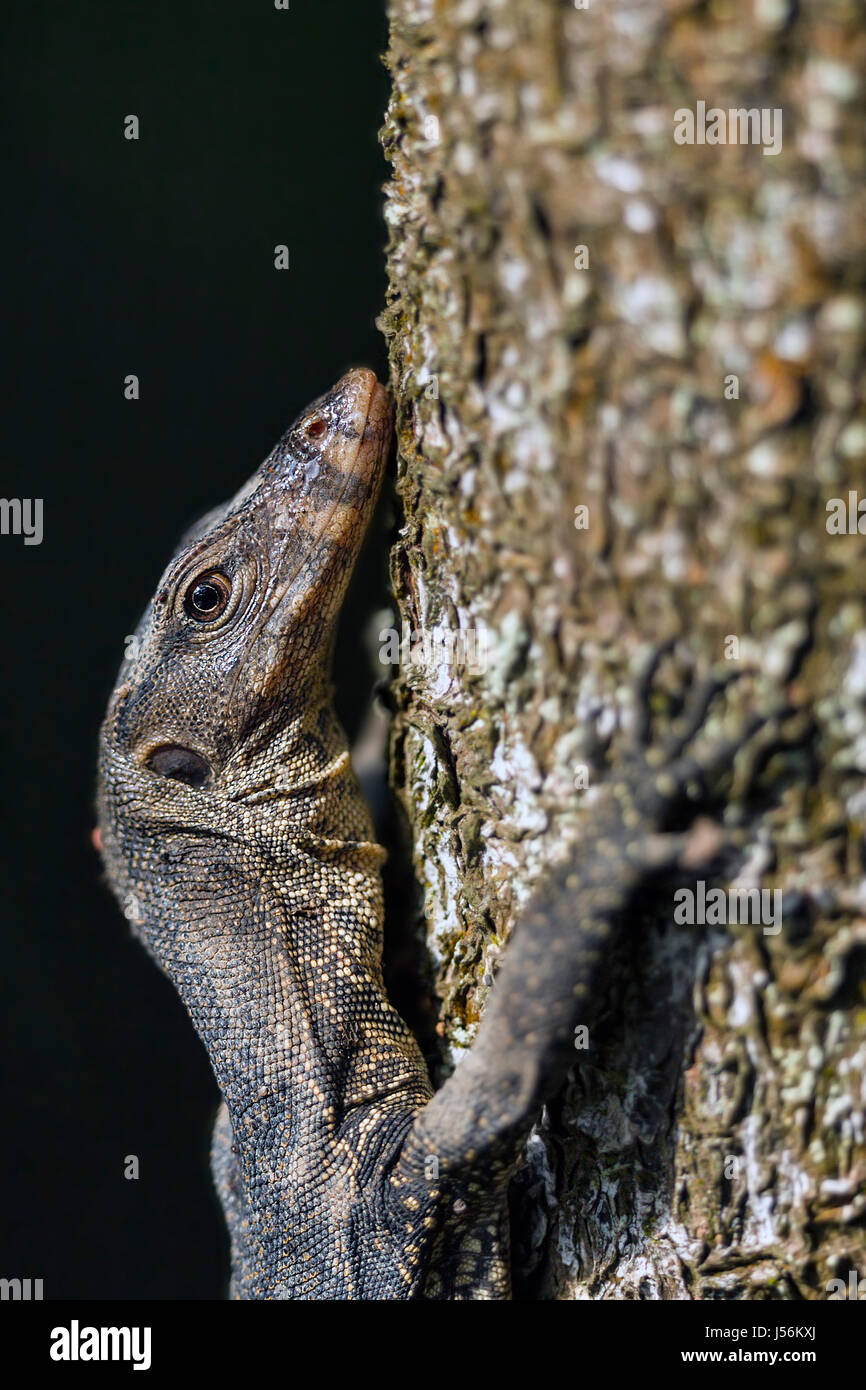 Young Water Monitor Lizard (Varanus salvator) climbs a mangrove tree trunk next to a river, Singapore Stock Photo