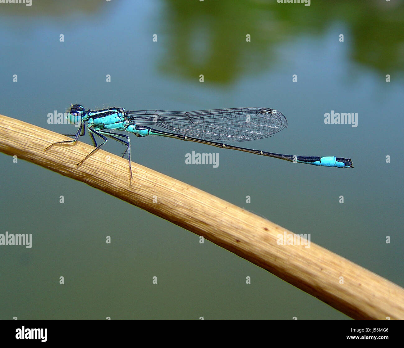 blue garden insect insects dragonfly blade fresh water pond water gardens Stock Photo