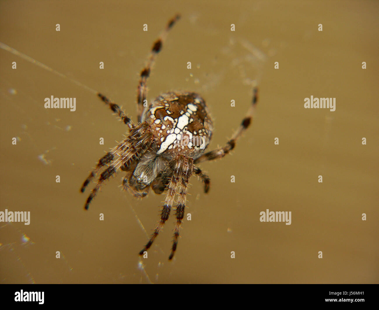 Spider attack hi-res stock photography and images - Alamy