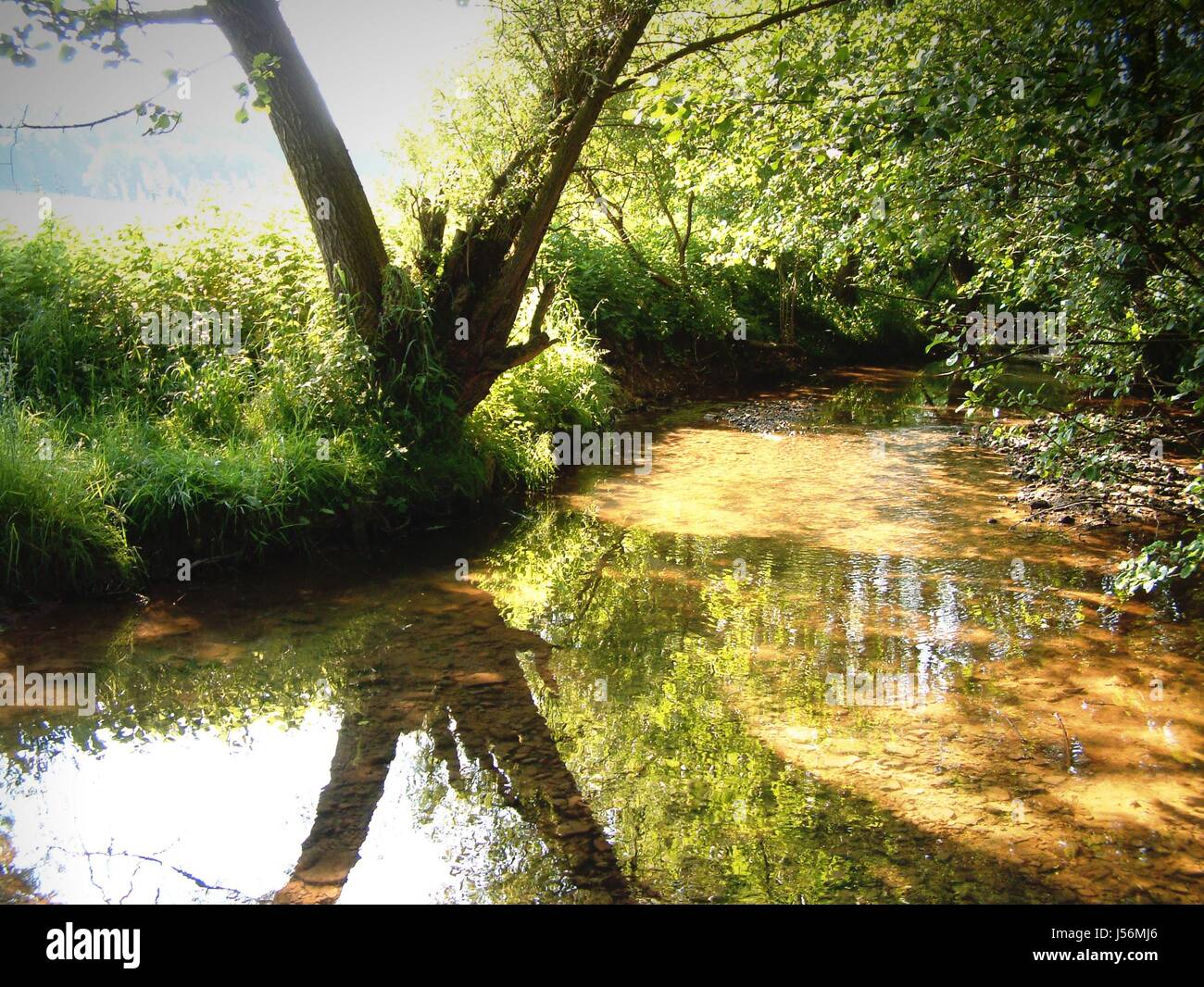 tree leaves stream mirroring idyll grove current of the river shaddow ...
