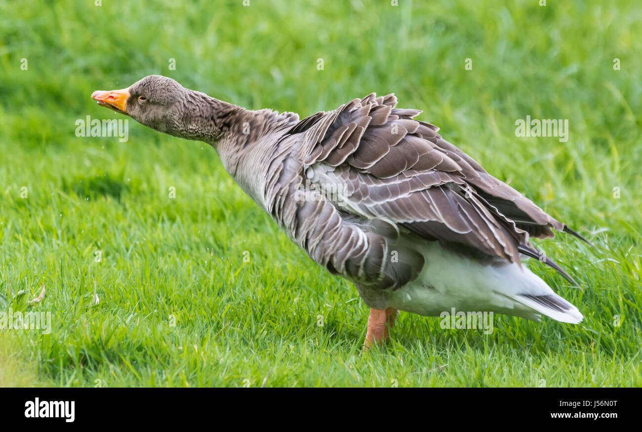 Side view of a Greylag goose (Anser anser) standing in grass in a field, shaking and twisting its head and neck, in Spring in West Sussex, UK. Stock Photo