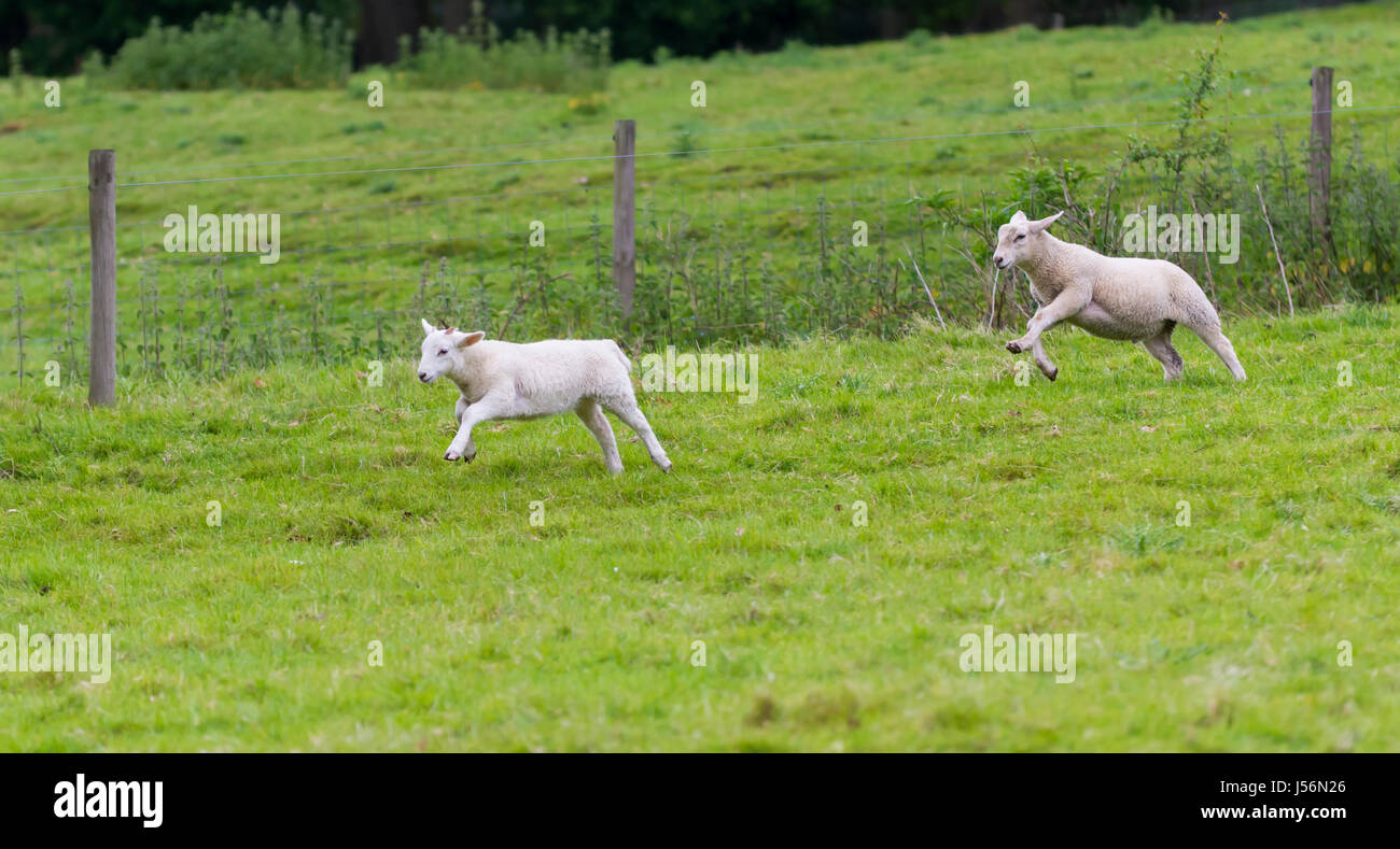 Pair of lambs running across a field. Stock Photo