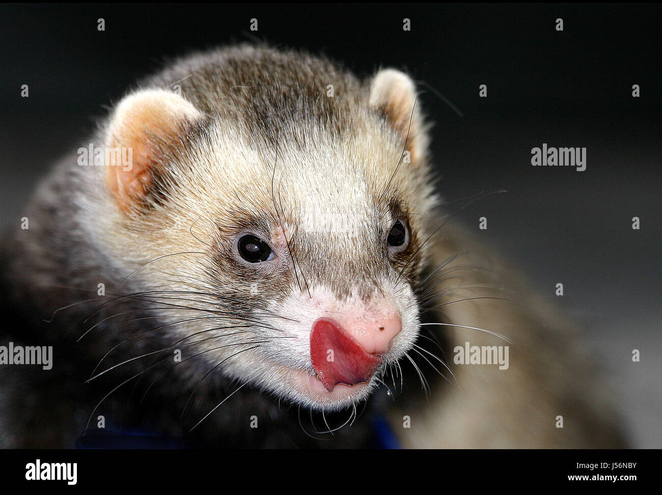 the schalk hchstpersnlich Stock Photo - Alamy