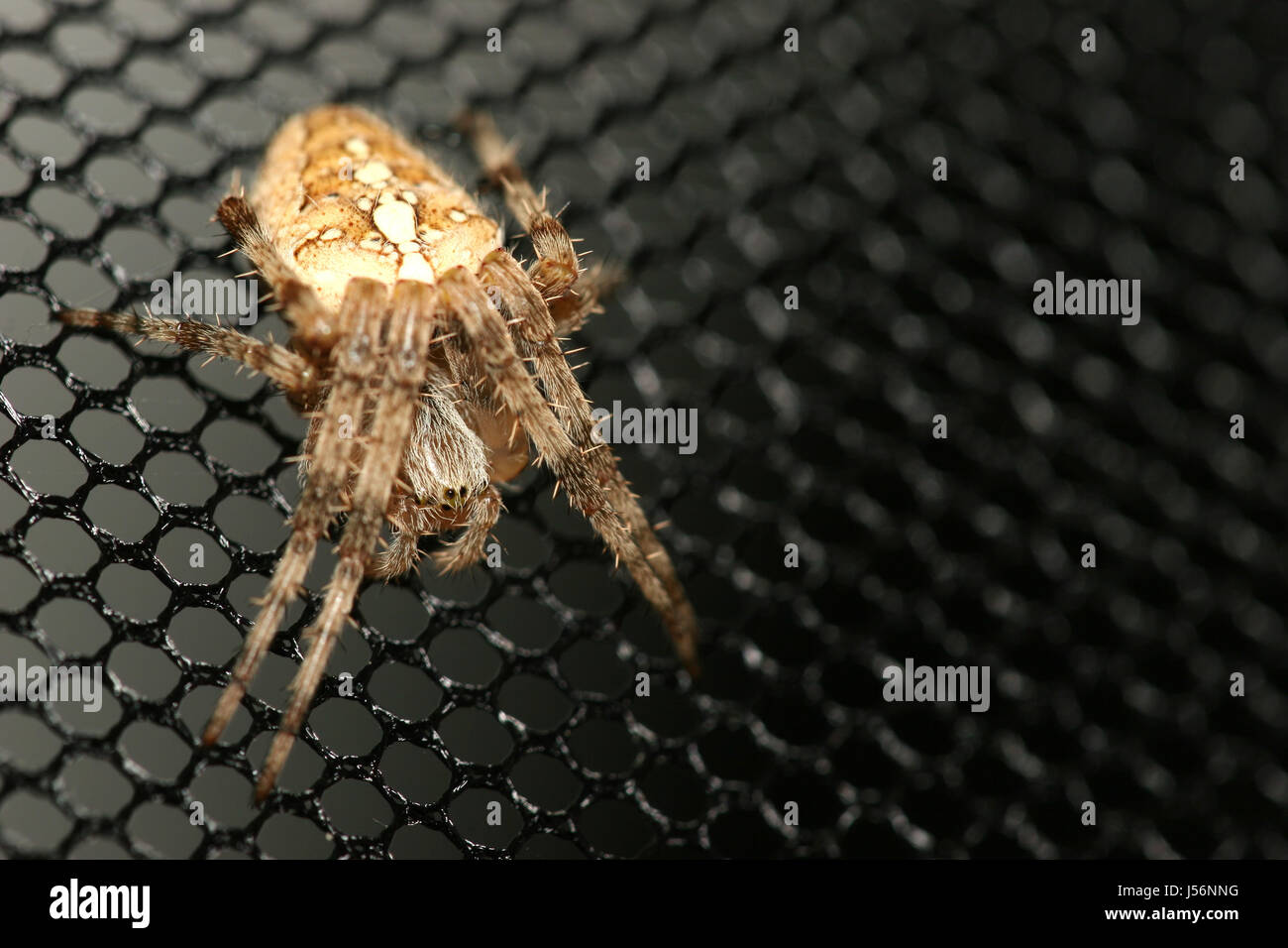 Active insects hi-res stock photography and images - Alamy