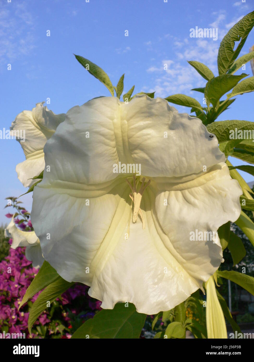 trumpet flower Stock Photo