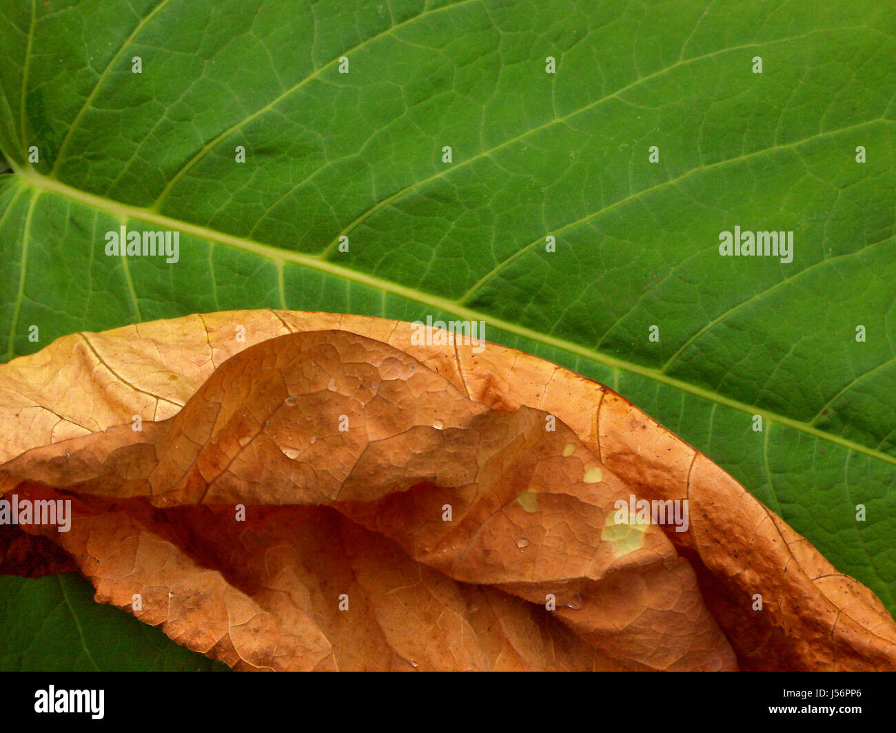 life and death Stock Photo Alamy