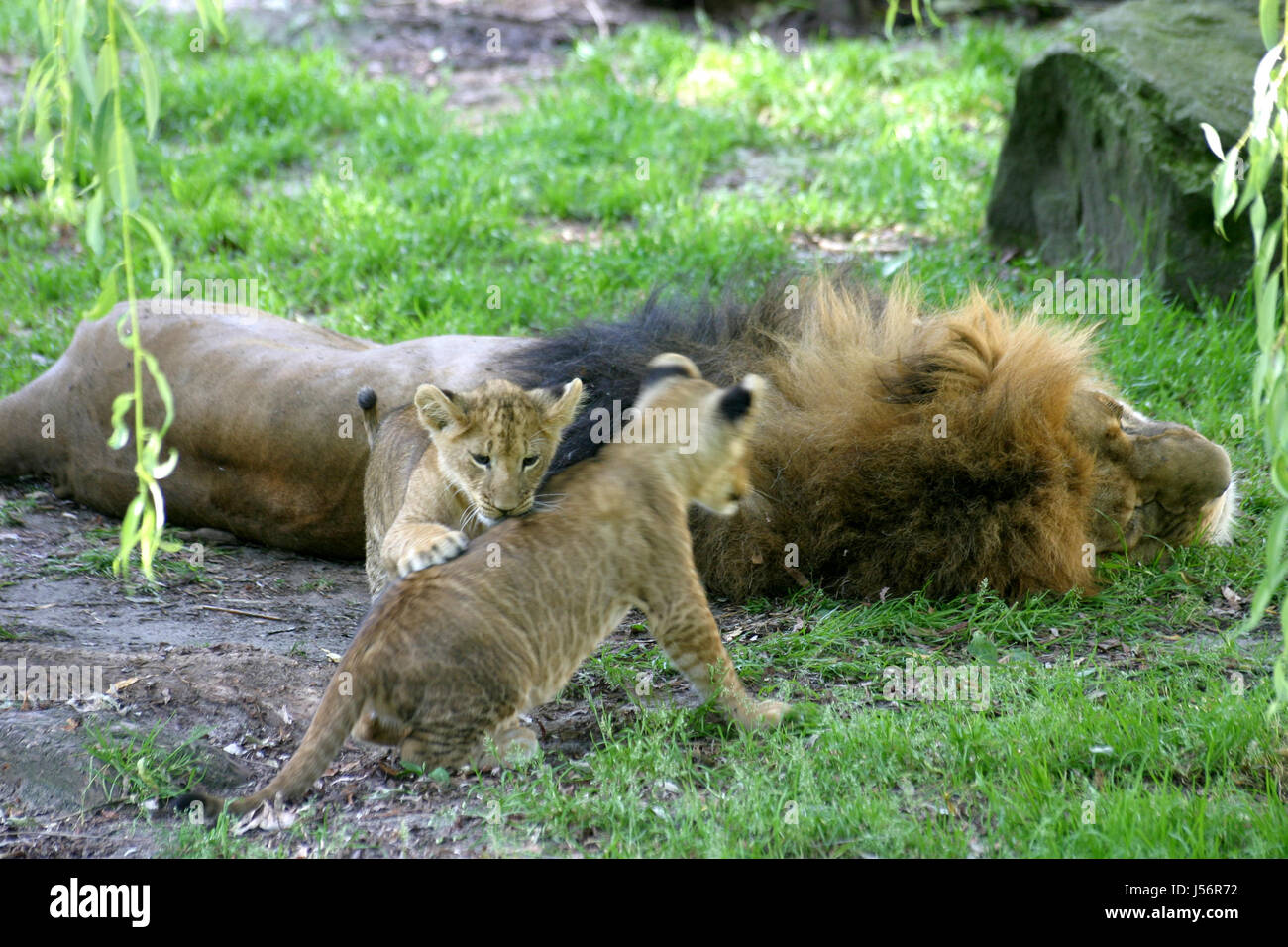 cats predator lions junger lwe lwenbaby pascha lwenpapa lwenvater und sohn Stock Photo