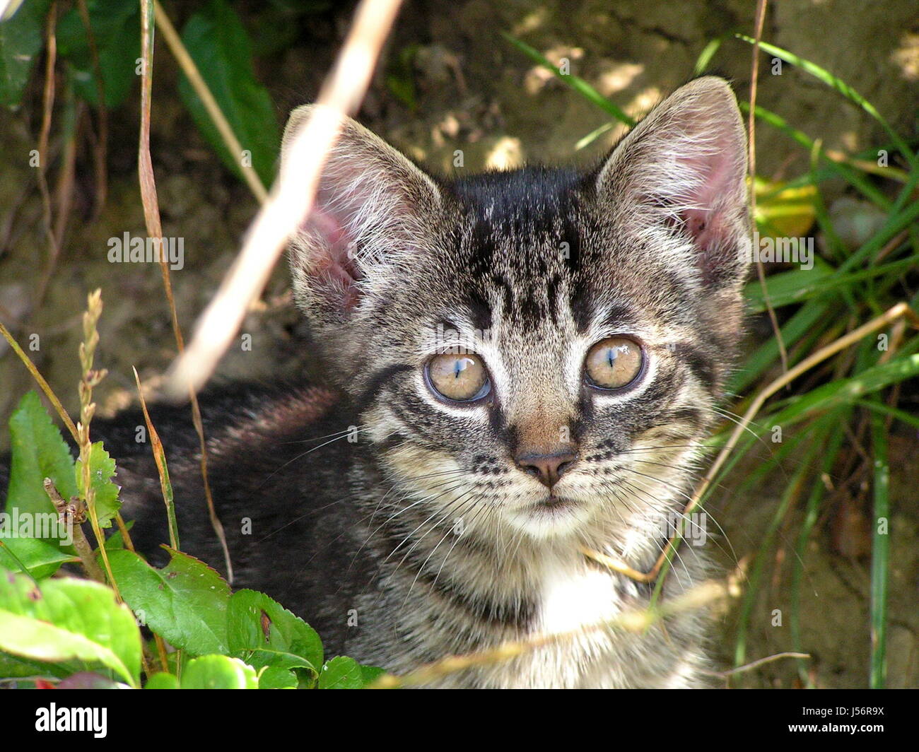 animal pet bush hiding-place young younger pussycat cat domestic cat ...