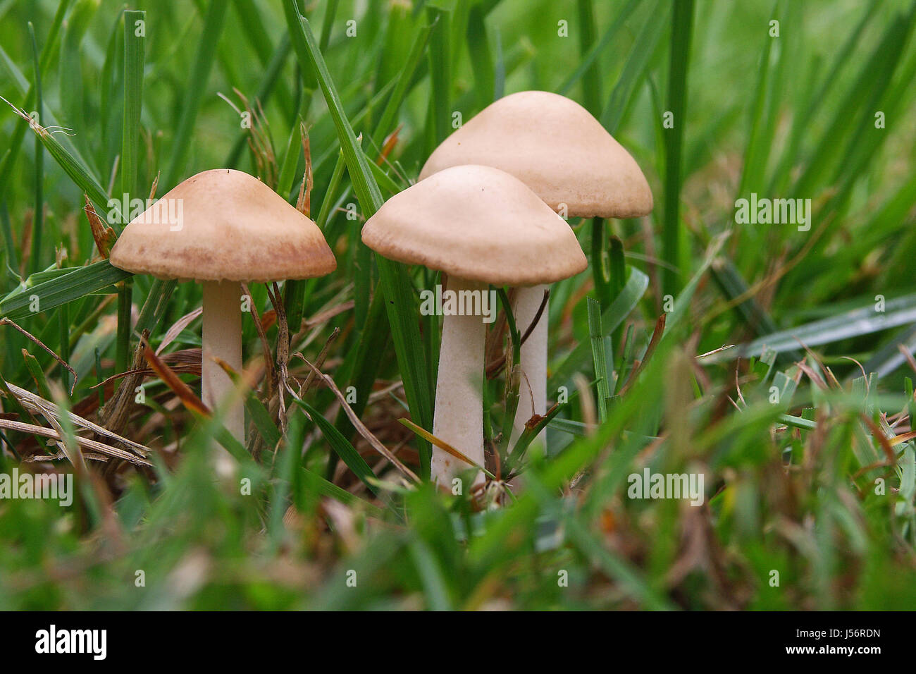 mushrooms mushroom fungus edible nontoxic meadow grass lawn green toxic Stock Photo