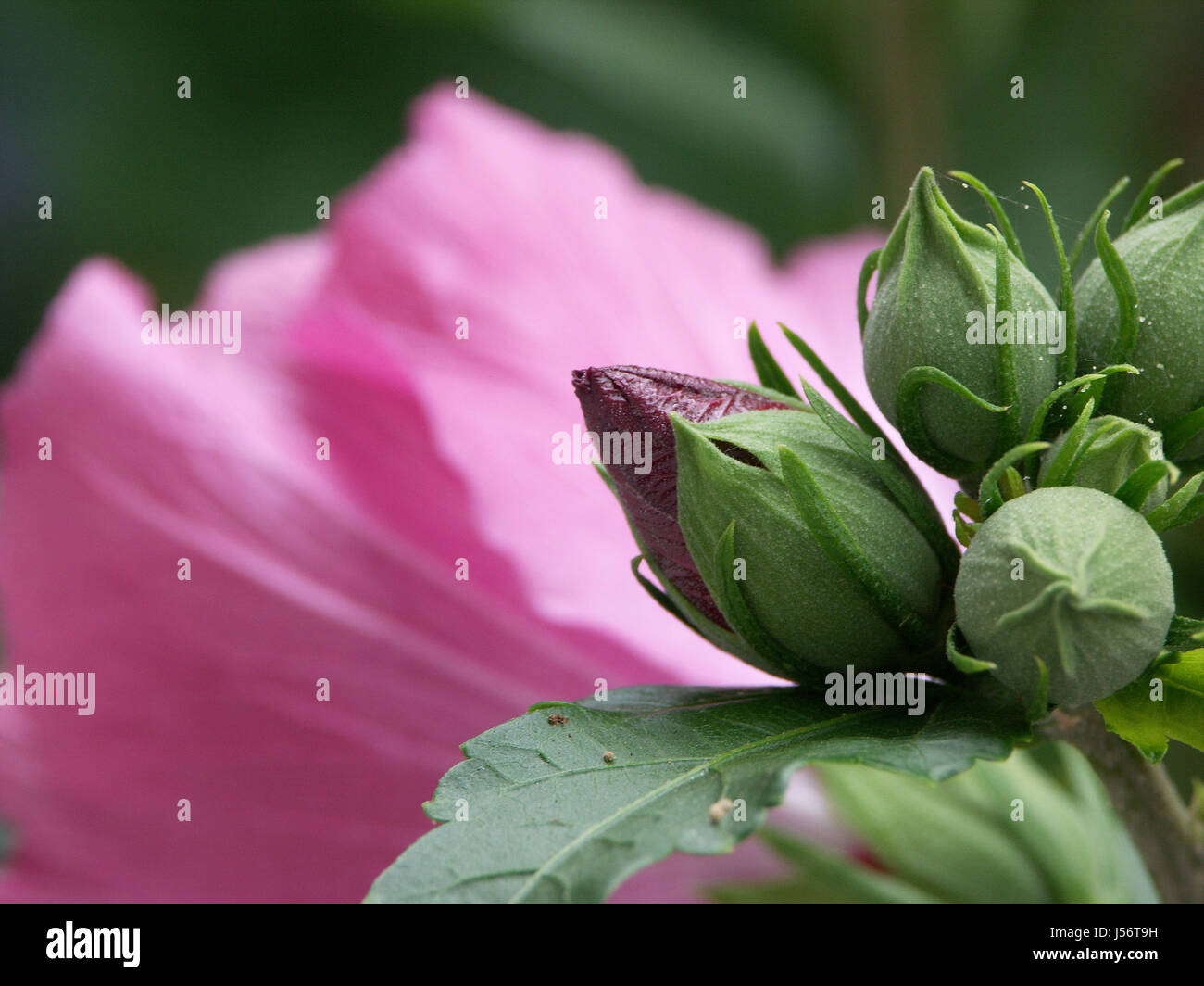 buds shrub hibiscus sharpening process pink frische knospen