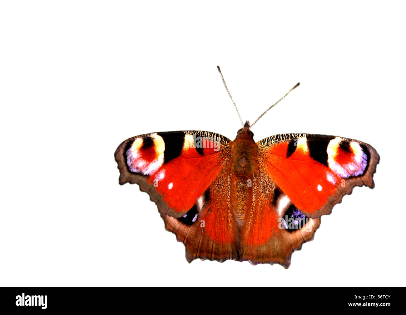 optional animal butterfly animals coloured colourful gorgeous multifarious Stock Photo