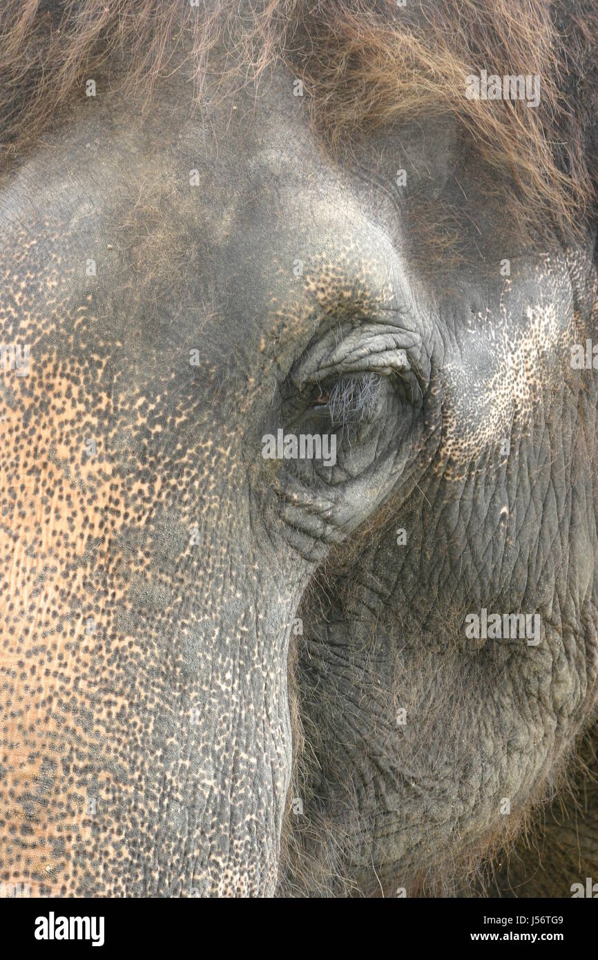 mammal elephant eye organ wrinkled wrinkles elephantidae afrikanischer ...
