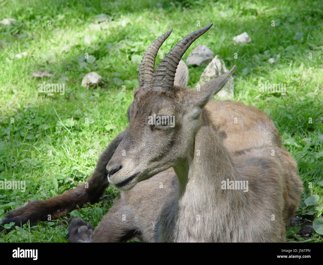 mountains wild animals buck zoo hunt cornets rise climb climbing ascend ...