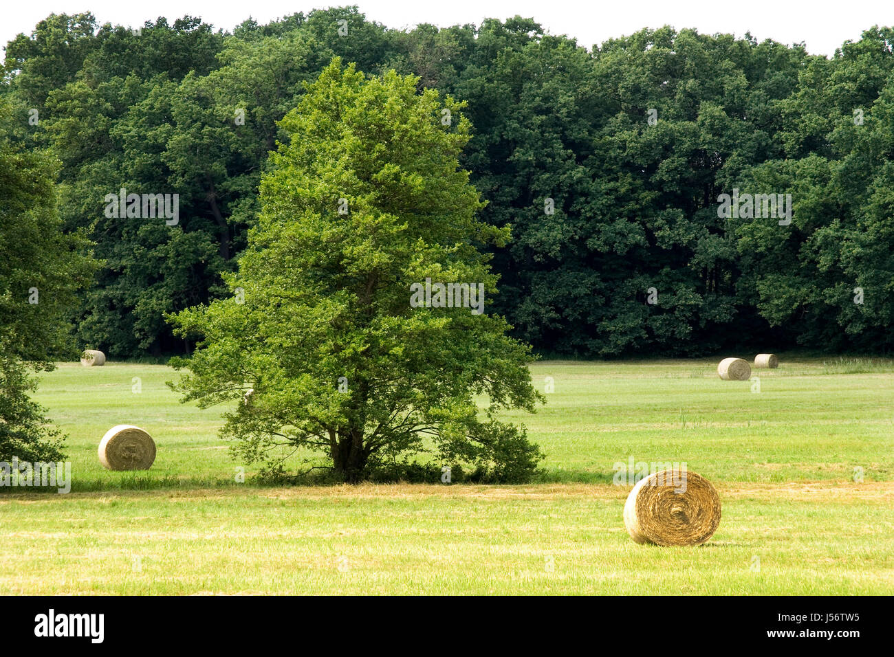 in love rose in brandenburg moraines Stock Photo Alamy