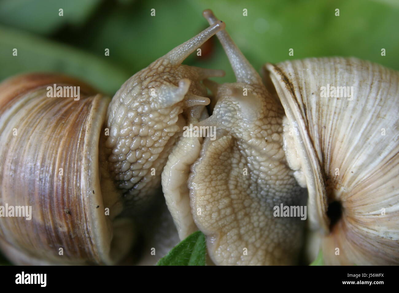 snug escargots snail shell slow speed velocity mating mate