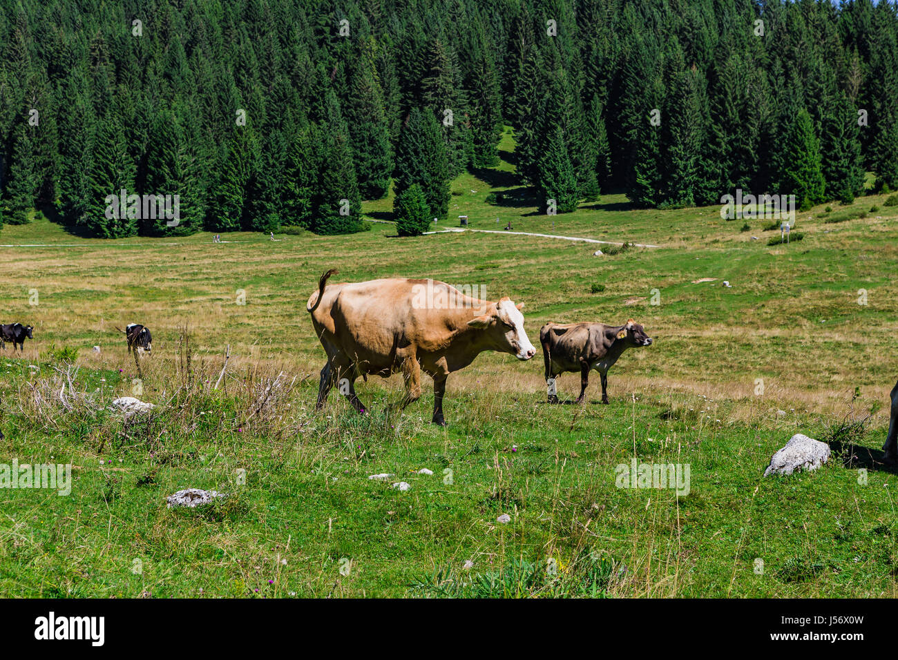 Green Grass And Organic Livestock Stock Photo - Alamy