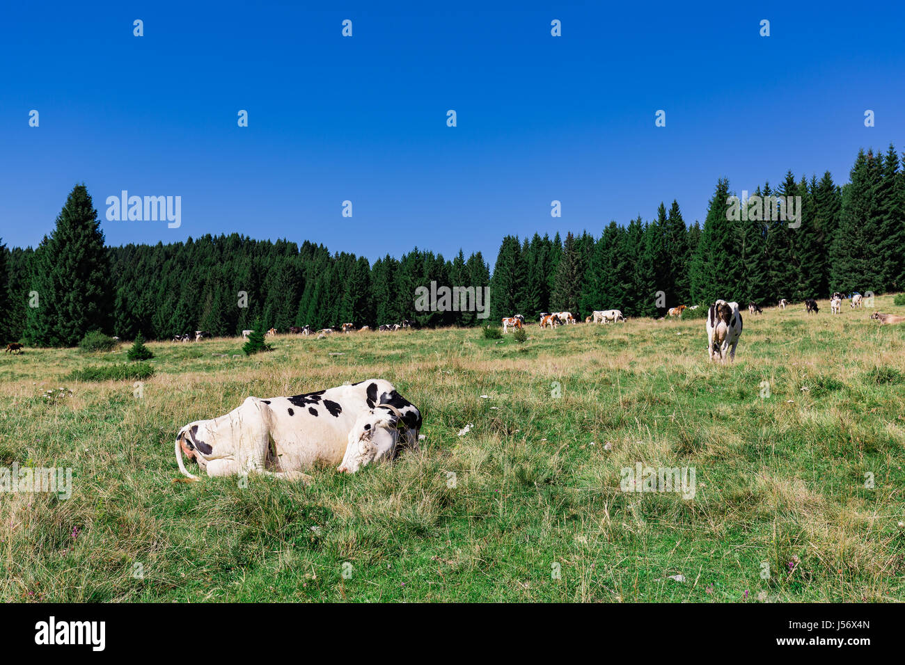 Spotted Cow Sitting In A Field Stock Photo