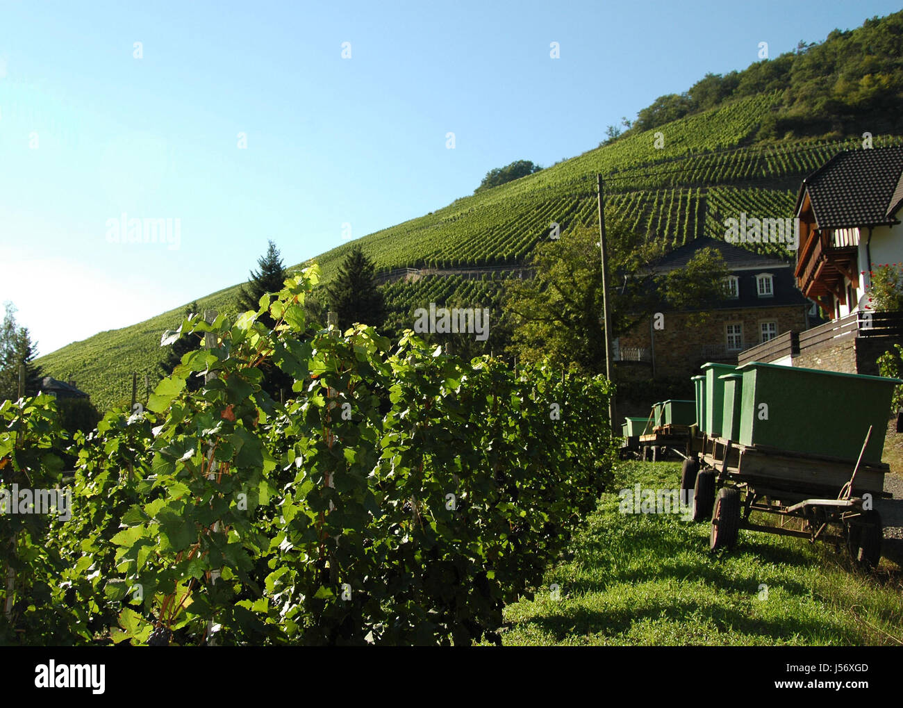 plant holiday vacation holidays vacations agriculture farming vineyards
