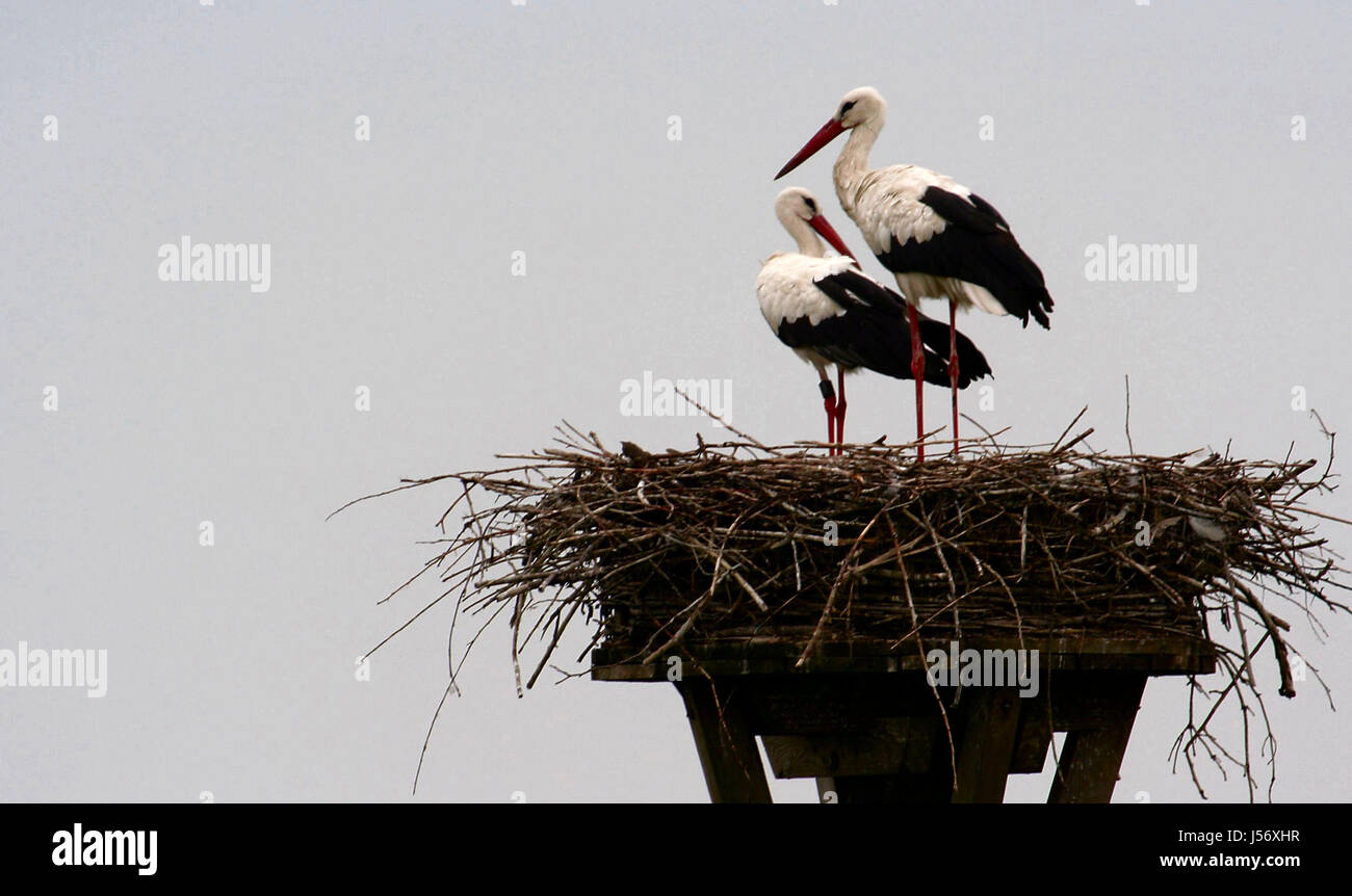 stork nest storks den couple pair adebar meister adebar klapperstorch wetterau Stock Photo