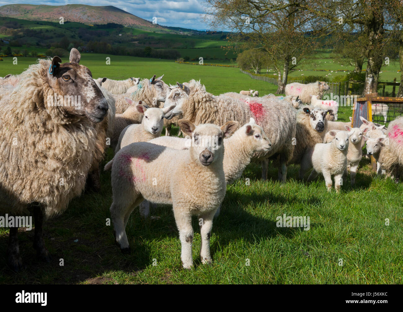 Sheep and lambs in a field at Shelve, Shropshire. Stock Photo