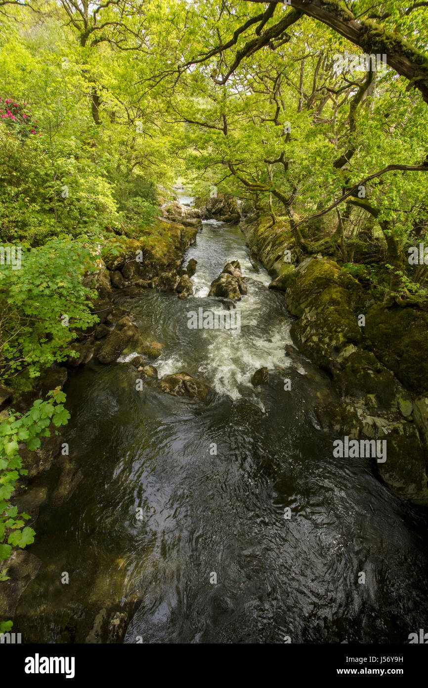 Afon Lledr (River Lledr), the river flowing through the scenic Lledr Valley (Bwlch Lledr) in North Wales where is joins Afon Conwy (River Conway) to t Stock Photo
