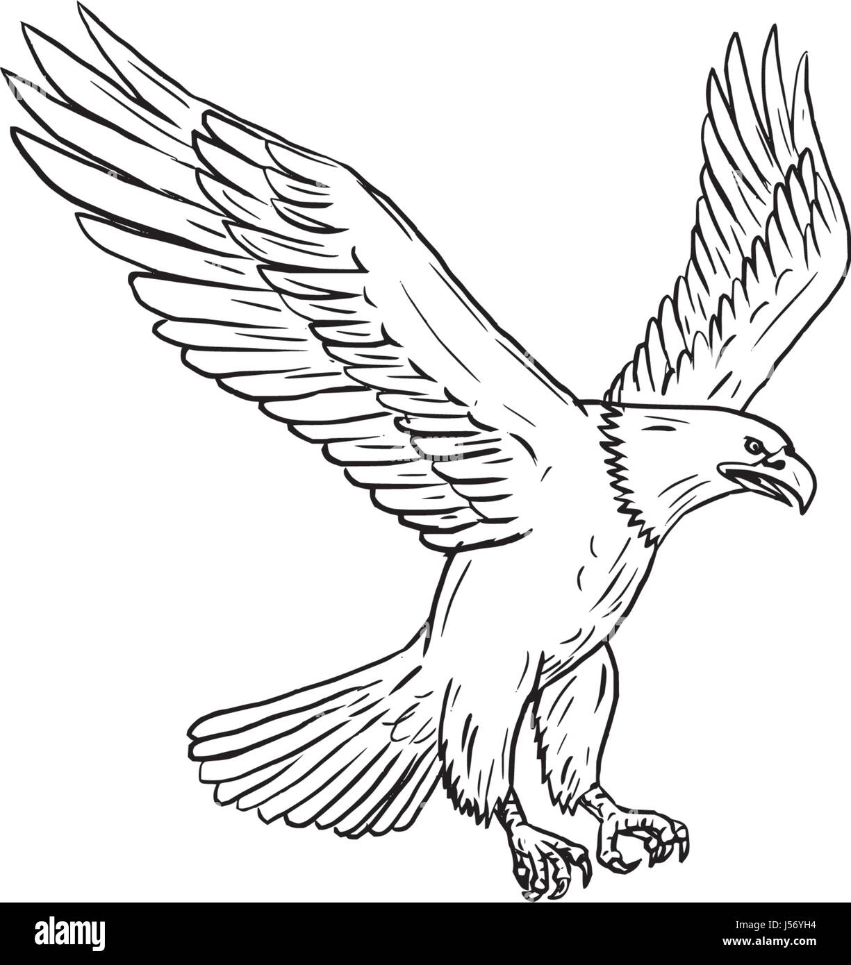 soaring eagle sketch