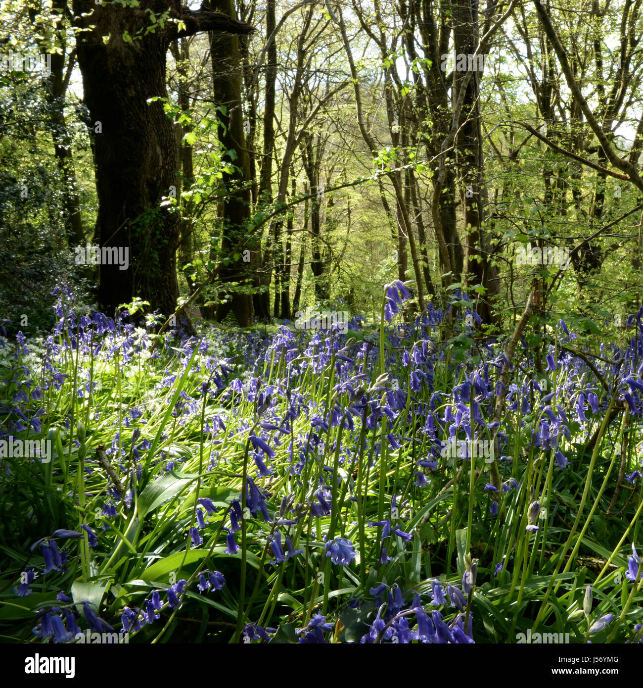 By flowering early, the Bluebell-  Hyacinthoides  Asparagales can carpet the floor of an open woodland in spring Stock Photo