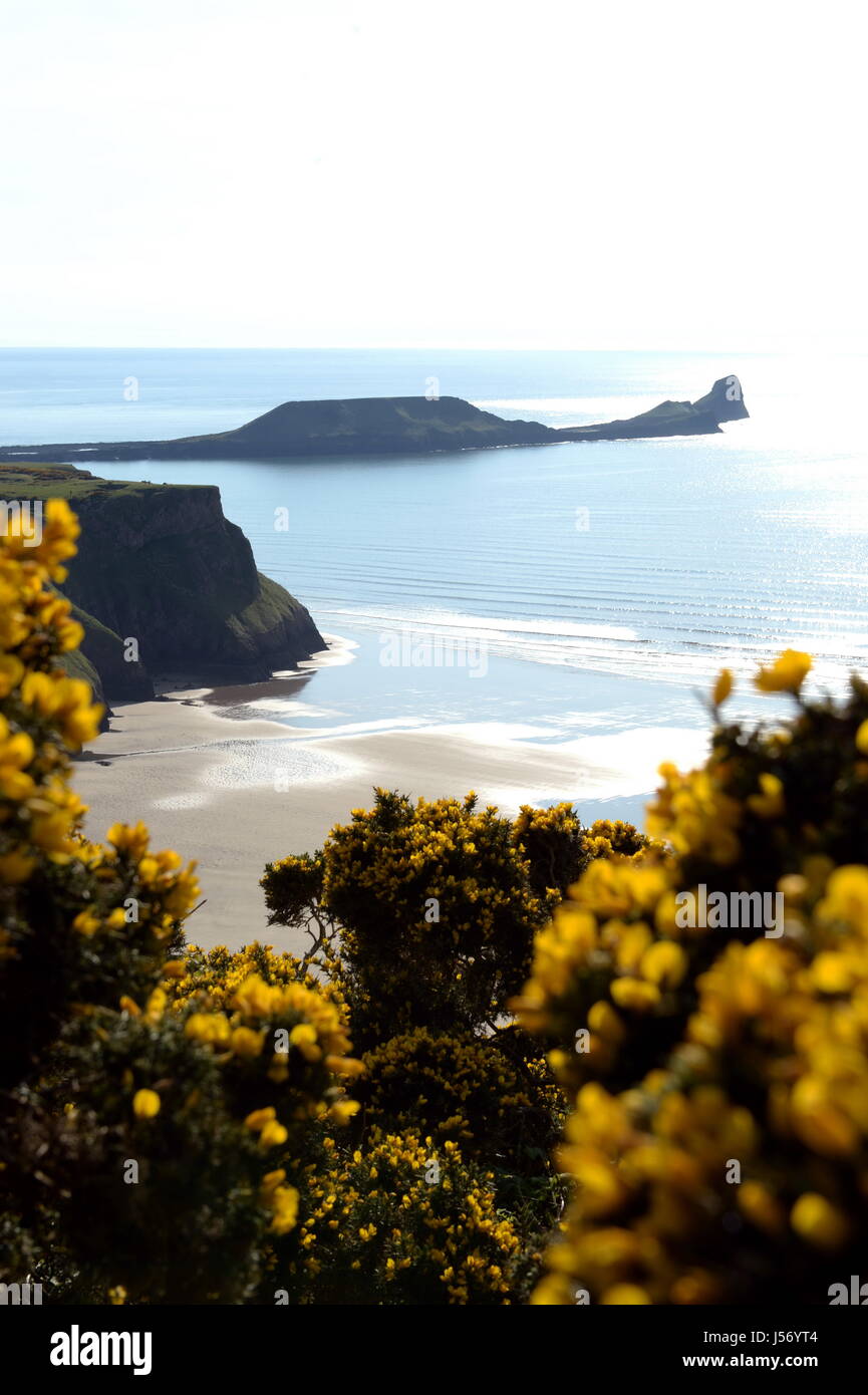 Worms head  Rhossili Bay Wales framed by yellow gorse bushes Summer 2017 Stock Photo