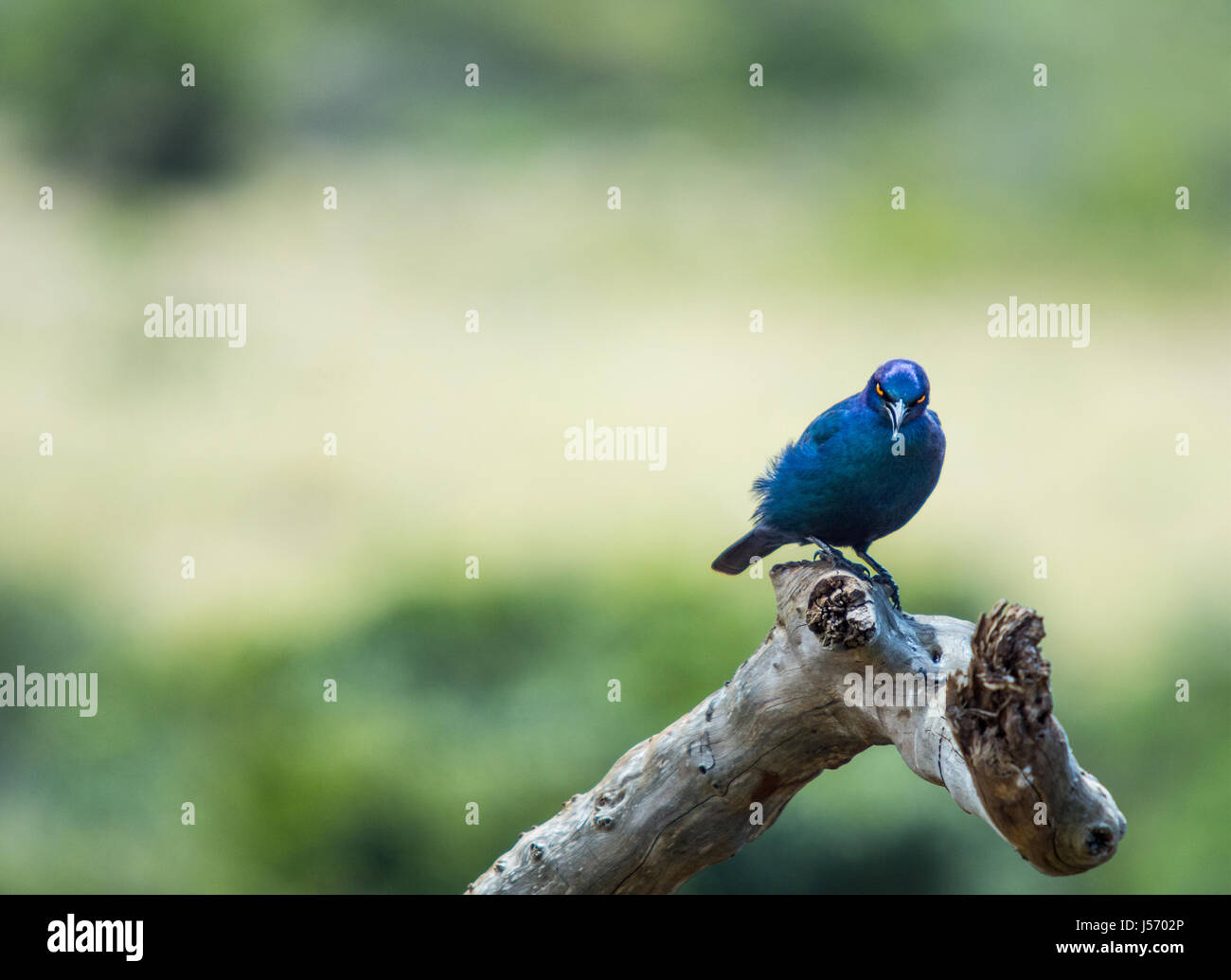 Angry Bird Stock Photo