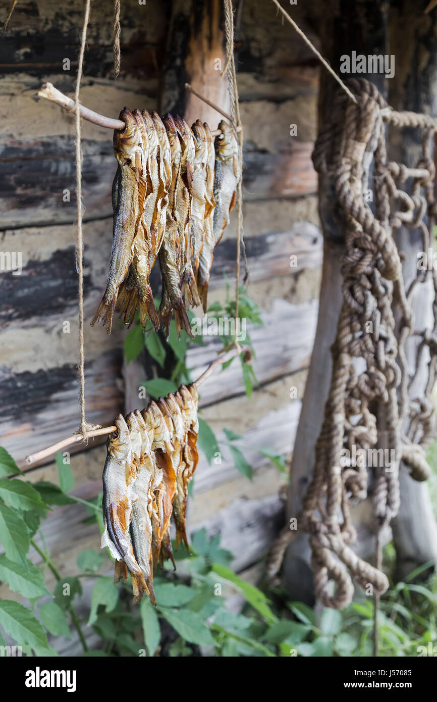 Appetizing disemboweled river fish dried on the branches Stock Photo